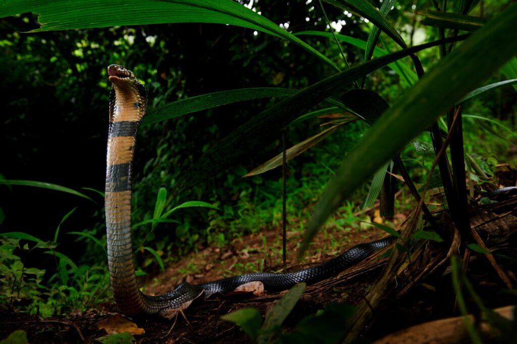 Mattias Klum: West African Cobra