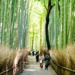 Bamboo forests in Kyoto, Japan