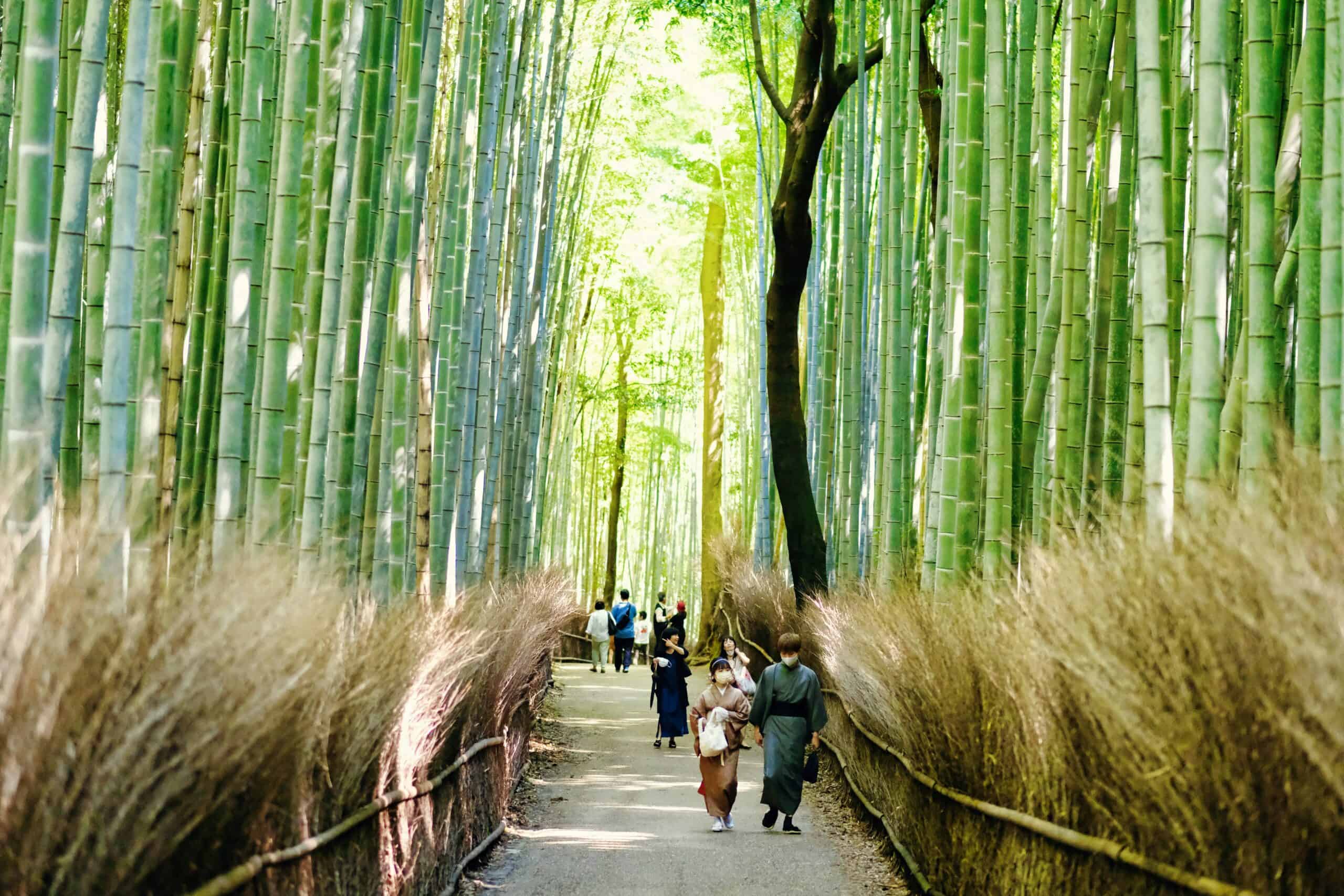 Bamboo forests in Kyoto, Japan